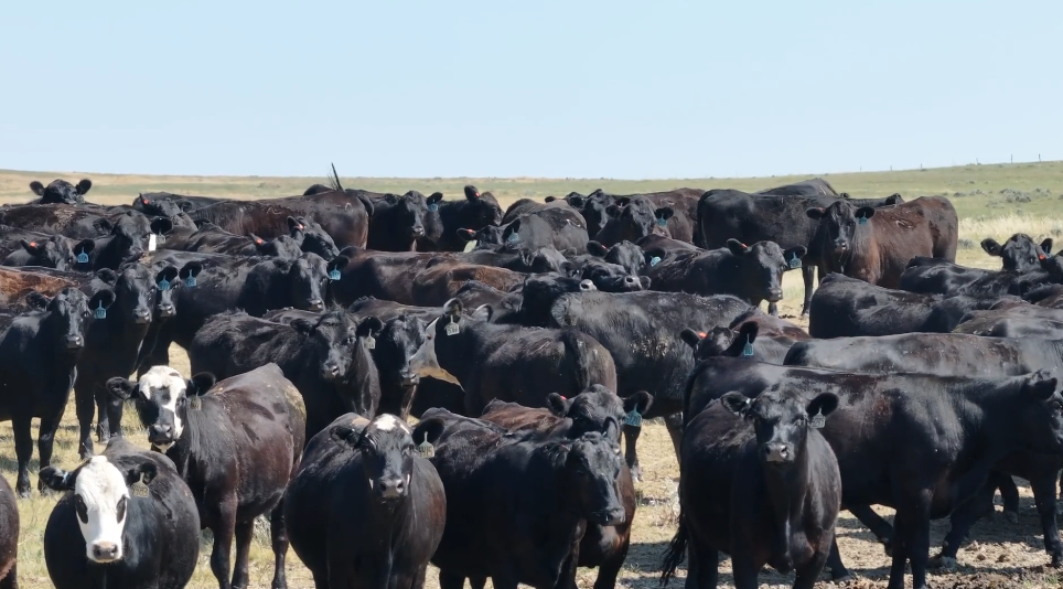 Want bull bred or Ai’s your choice here! March 10 calving! BH722C5